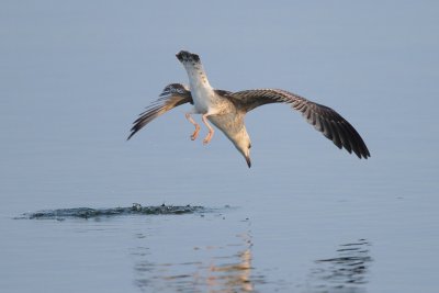 Yellow-legged gull