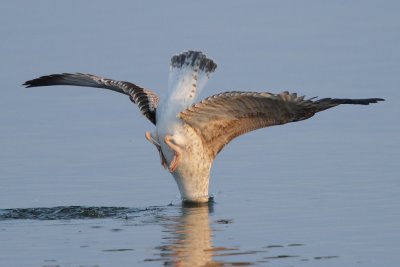 Yellow-legged Gull - Feeding