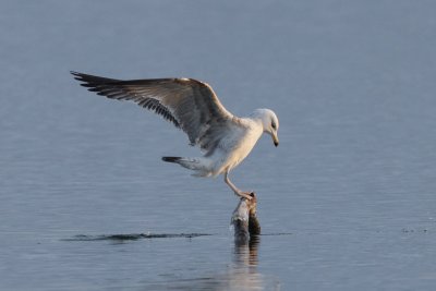 Great black-backed gull