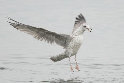 Herring Gull