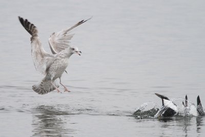 Eider Duck attacked by gull