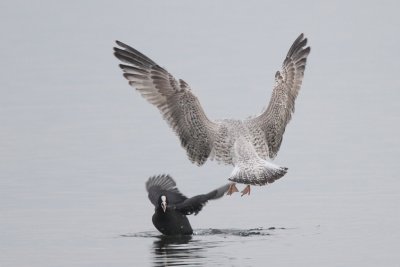 Herring Gull