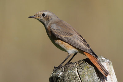 Common Redstart, male 1Y