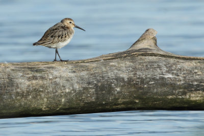 Dunlin