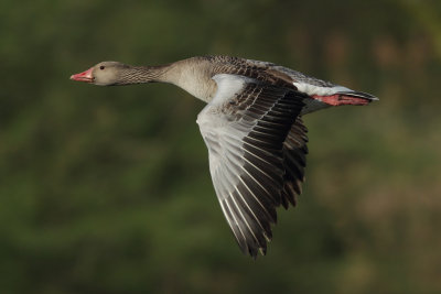 Greylag Goose