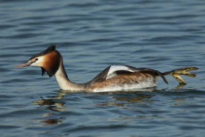 Great Crested Grebe