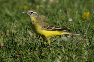 Yellow Wagtail, male