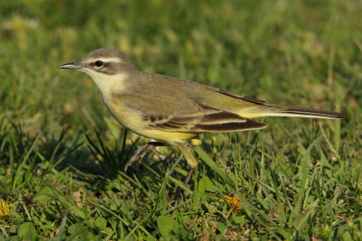 Yellow Wagtail, female