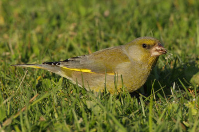 Greenfinch