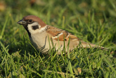 Tree Sparrow