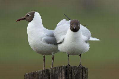 Blackheaded Gulls