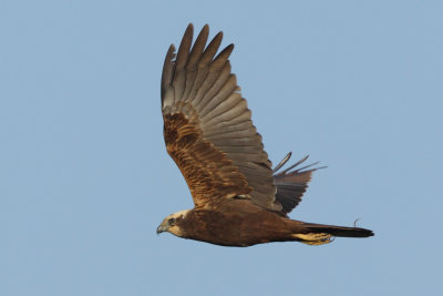 Marsh Harrier