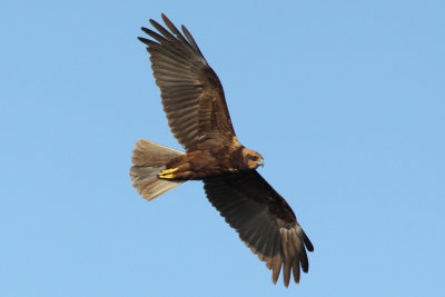 Marsh Harrier