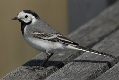 White Wagtail