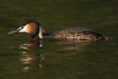 Great Crested Grebe