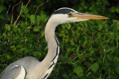 Grey Heron, adult