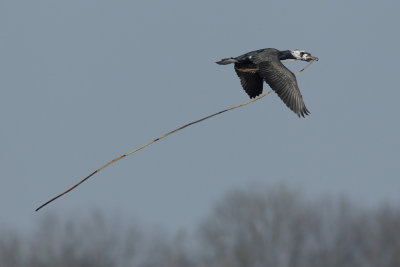 Great Cormorant