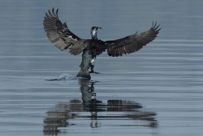 Great Cormorant