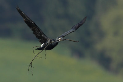 Great Cormorant