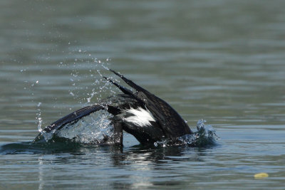 Great Cormorant