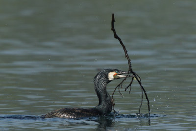 Great Cormorant