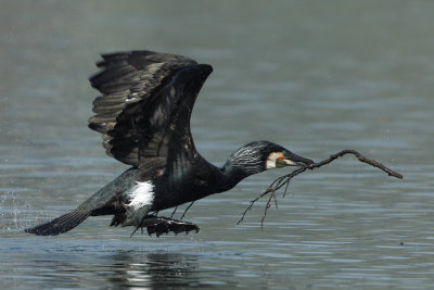 Great Cormorant