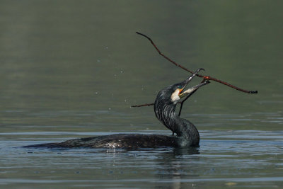 Great Cormorant