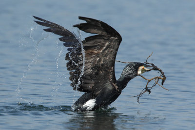 Great Cormorant