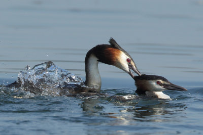 Great Crested Grebes