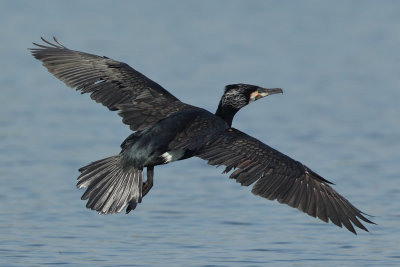 Great Cormorant