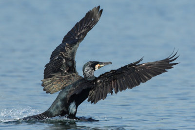 Great Cormorant