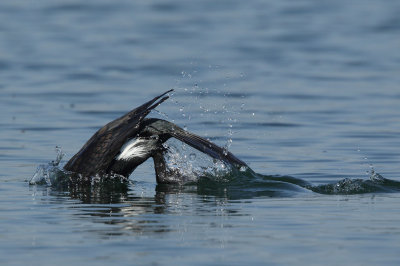 Great Cormorant