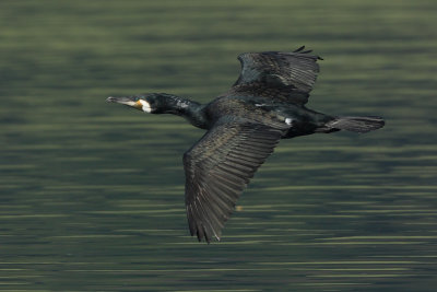 Great Cormorant