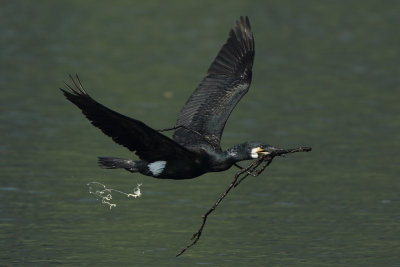 Great Cormorant