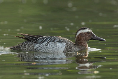 Garganey, male