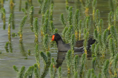 Common Moorhen