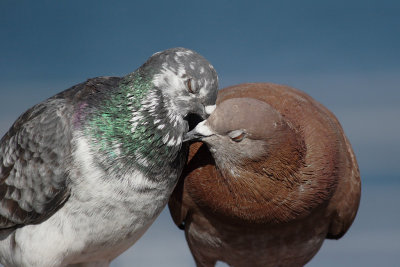 Feral Pigeon - Mating