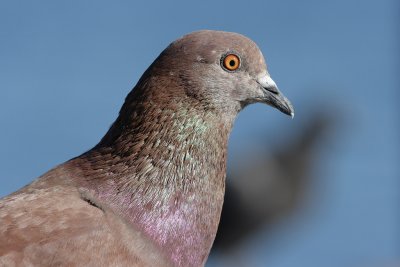 Feral Pigeon - Portrait