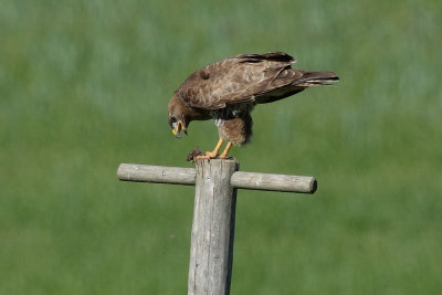 Buzzard with mouse