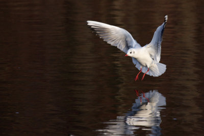 Black-headed gull