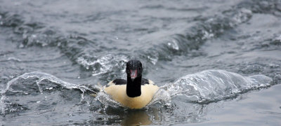 Goosander, male