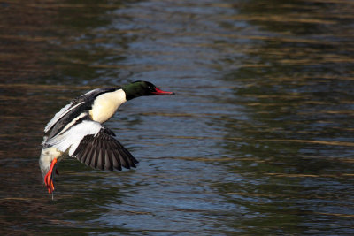 Goosander, male