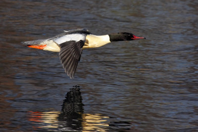 Goosander, male