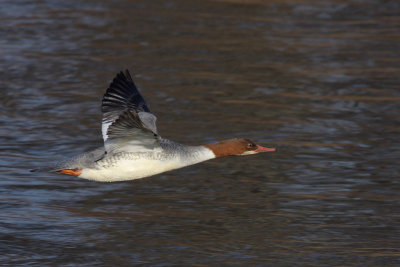 Goosander, female