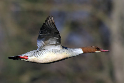 Goosander, female