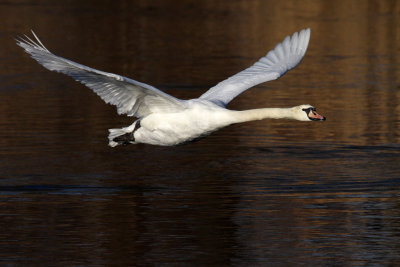 Mute Swan