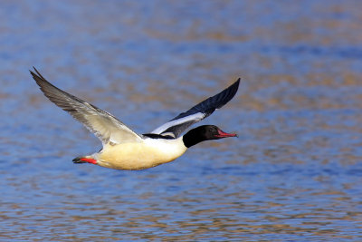 Goosander - In Action