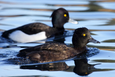 Tufted duck, male and female