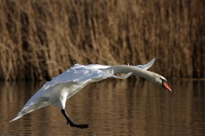 Mute Swan