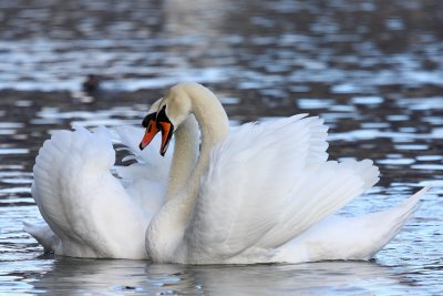 Mute Swan